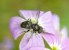 33683 – Photo : jean-claude bernard – France (29)