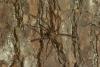 Tegenaria sp.