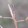 33854 – Photo : H. Dumas – France (13)
