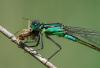 Ischnura elegans