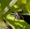 33881 – Photo : Fred Chevaillot – France (38)
