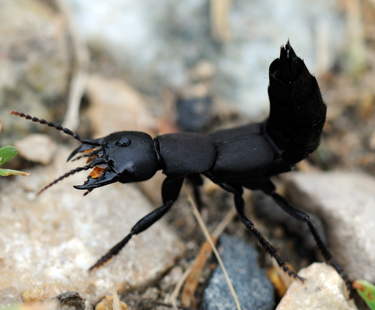 FATON Jean-Michel - Ocypus sp. - réf. 33759 (1200 x 994 pixels, 220 ko)
