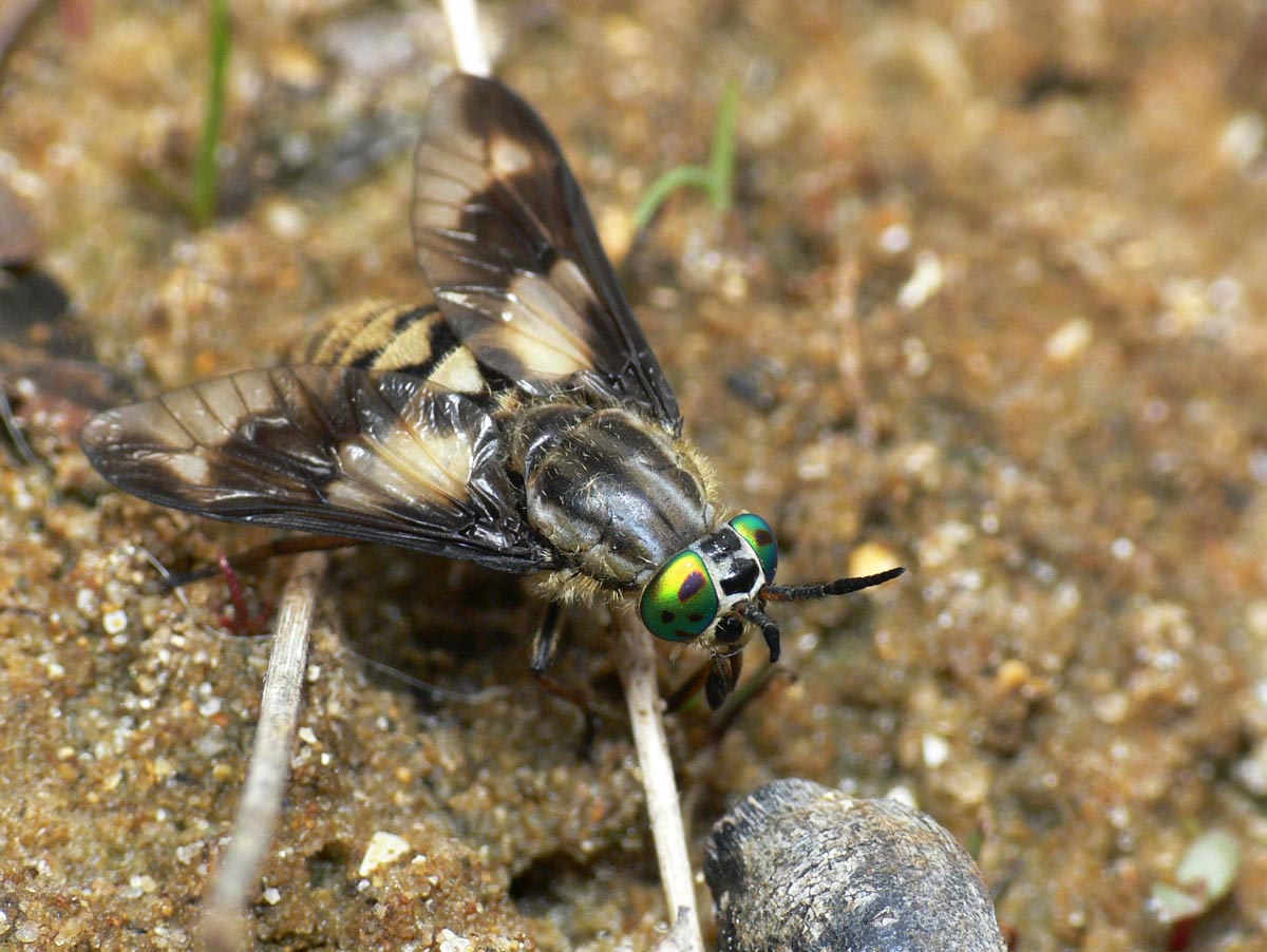 Adrien Chorein - Chrysops (Chrysops) relictus - réf. 33214 (1200 x 902 pixels, 149 ko)