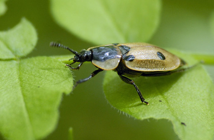 Fred Chevaillot - Dendroxena quadrimaculata - réf. 33410 (700 x 460 pixels, 166 ko)
