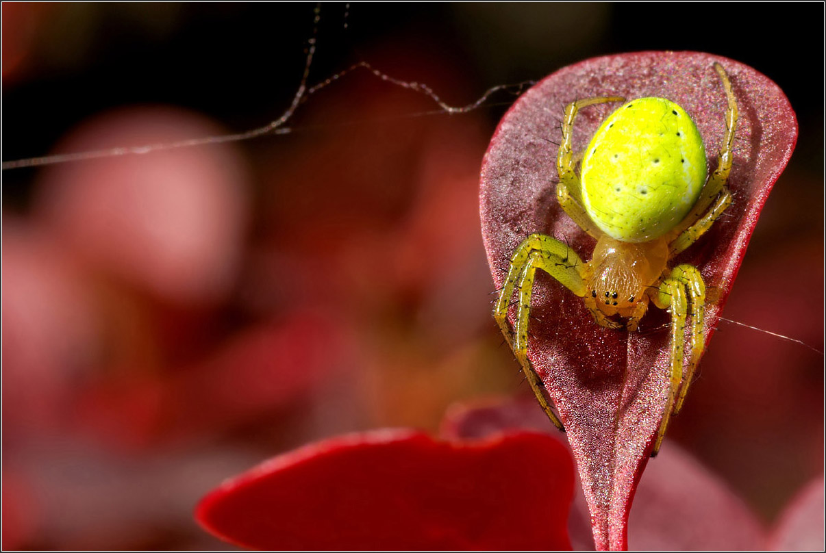 Daniel Pollen - Araniella sp. - réf. 33596 (1206 x 808 pixels, 204 ko)