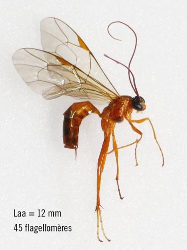 Netelia virgata