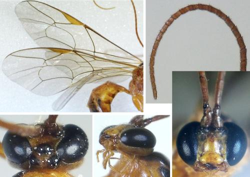 Netelia virgata