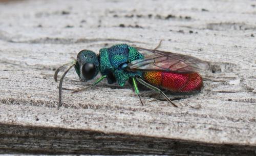 Réf. 330 578 : Chrysis inaequalis