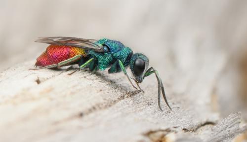Réf. 330 579 : Chrysis inaequalis