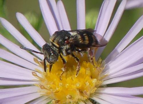 Réf. 330 175 : Epeolus sp.