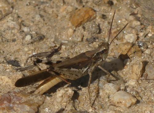 Réf. 330 894 : Aiolopus puissanti