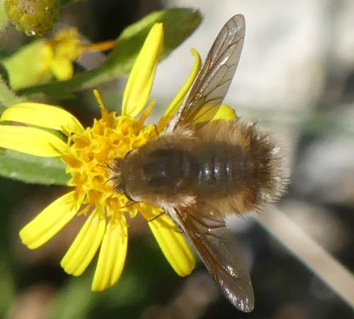 Anastoechus sp.