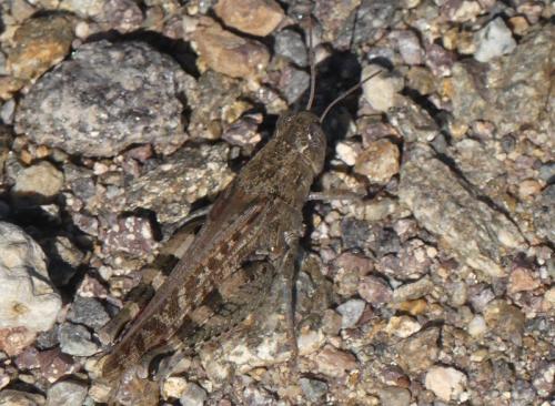 Réf. 330 948 : Calliptamus sp.