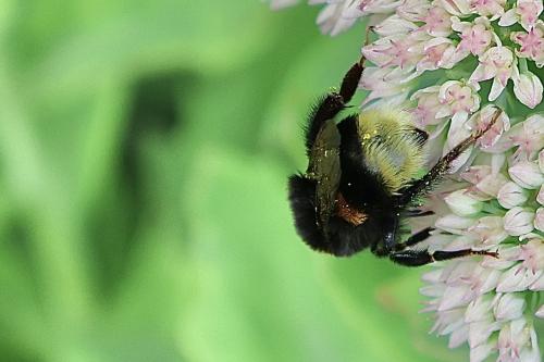 Bombus sp.