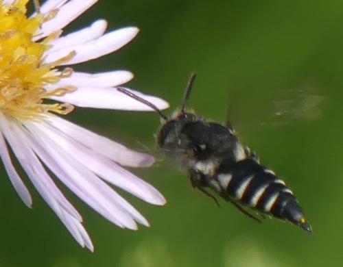 Coelioxys sp.