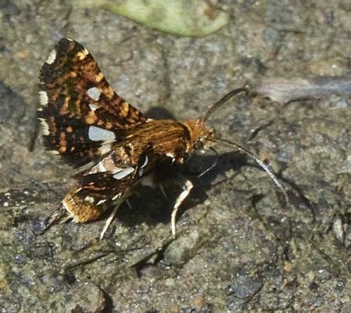 Réf. 330 764 : Thyris fenestrella