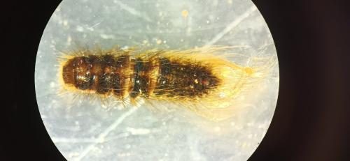 Dermestes sp.