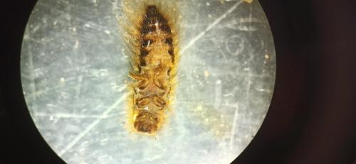 Réf. 330 063 : Dermestes sp.