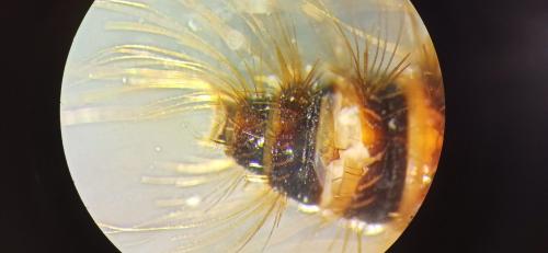 Dermestes sp.