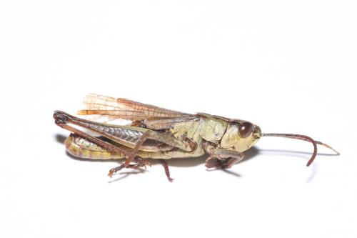 Pseudochorthippus sp.