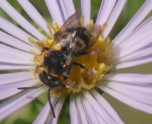 Réf. 330 176 : Epeolus sp.