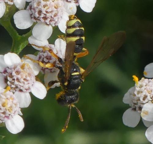 Cerceris bupresticida