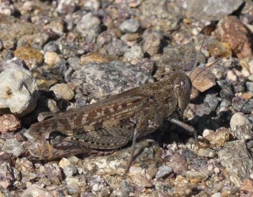 Réf. 330 949 : Calliptamus sp.