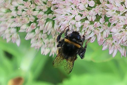 Réf. 330 010 : Bombus sp.