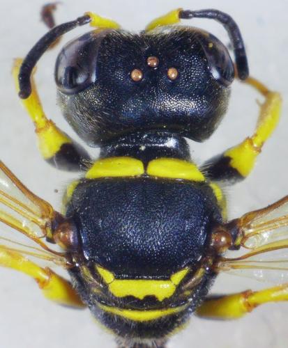 Ectemnius lituratus