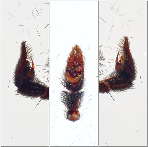 Pardosa saltans