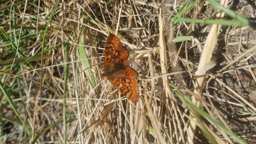 Euphydryas beckeri