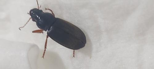 Pseudoophonus rufipes
