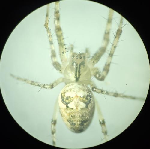 Metellina mengei