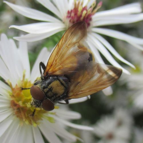 Réf. 330 964 : Phasia aurigera