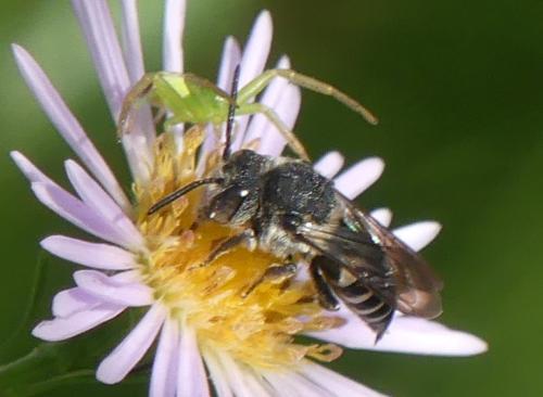 Réf. 330 177 : Coelioxys sp.