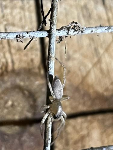Clubiona sp.