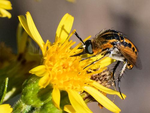 Réf. 330 564 : Toxophora fasciculata