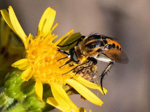 Réf. 330 565 : Toxophora fasciculata