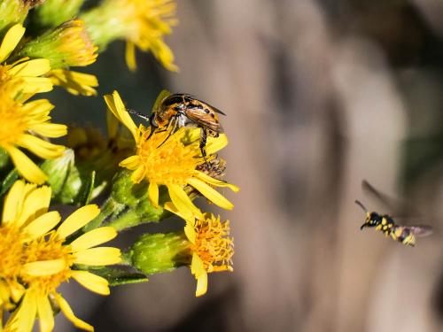 Réf. 330 566 : Toxophora fasciculata