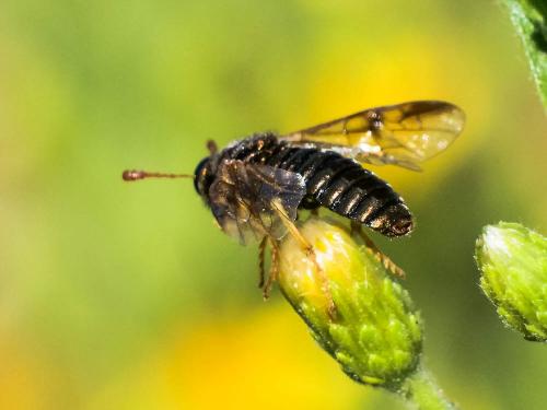 Abia nitens