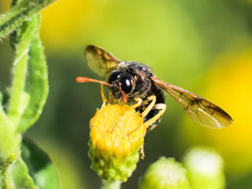 Abia nitens
