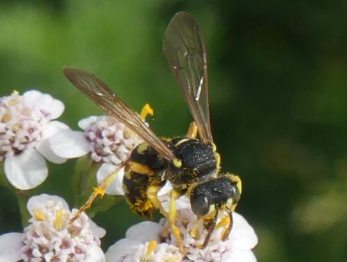 Cerceris bupresticida