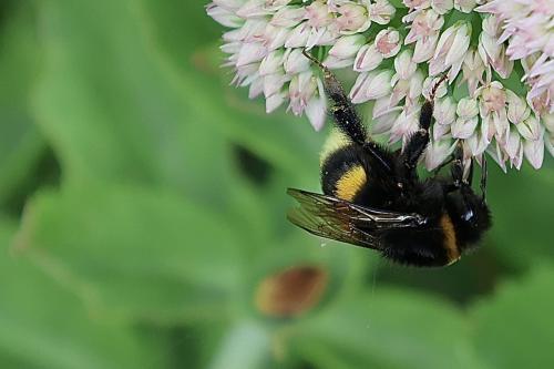 Bombus sp.