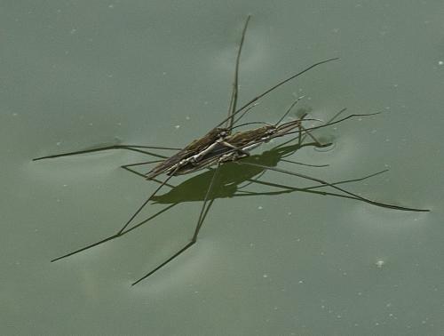 Aquarius paludum