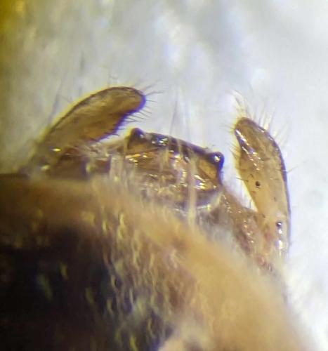Coranus kerzhneri