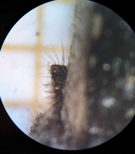 Coranus kerzhneri