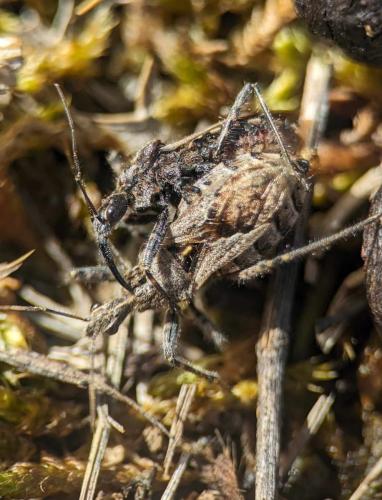 Coranus kerzhneri