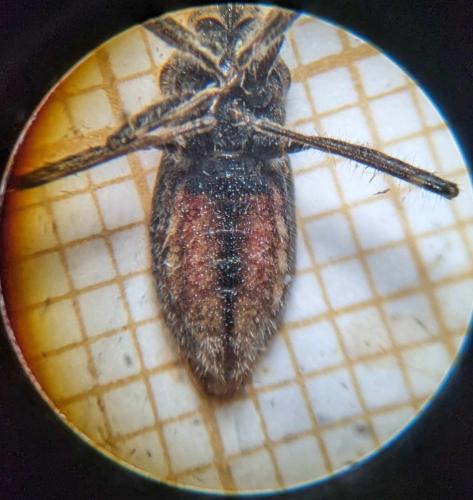 Coranus kerzhneri