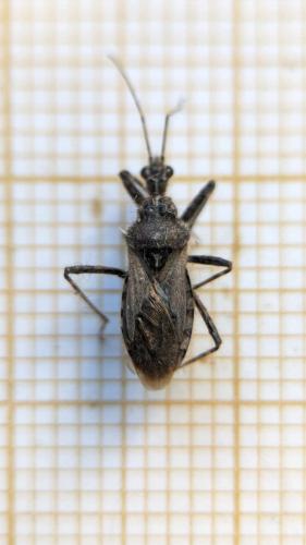 Coranus kerzhneri