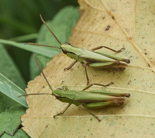 Réf. 330 923 : Chorthippus dorsatus dorsatus